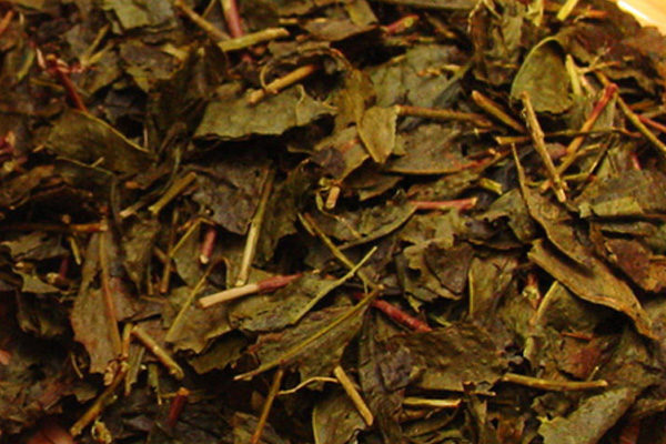 近江の赤ちゃん水出し番茶 ティーパック 10g 24袋入り 南製茶